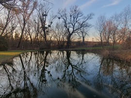 Kis tó nagy fákkal