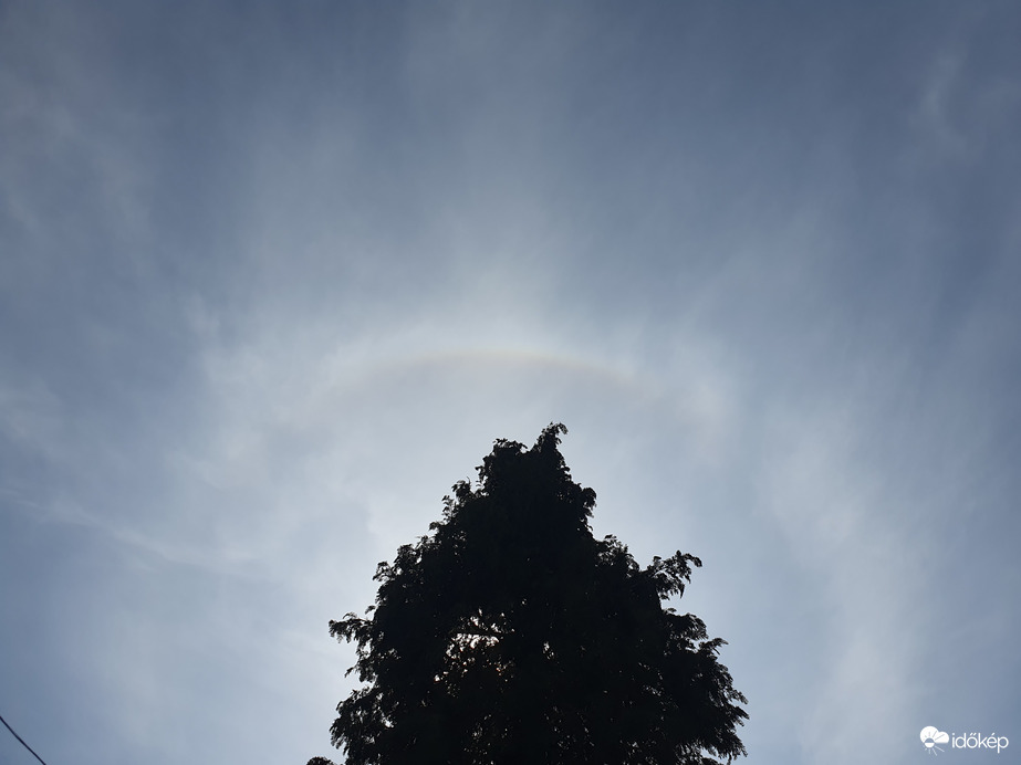 Fenyő naphalóval körbeölelve