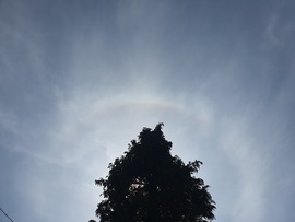 Fenyő naphalóval körbeölelve