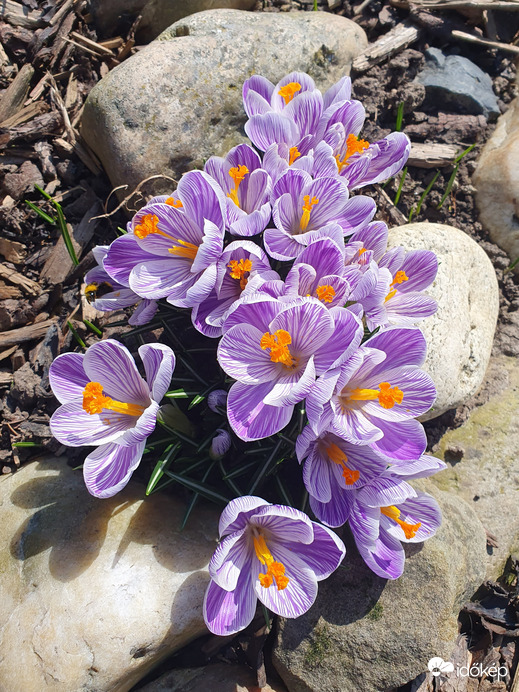 Csokornyi tavasz 03.03.