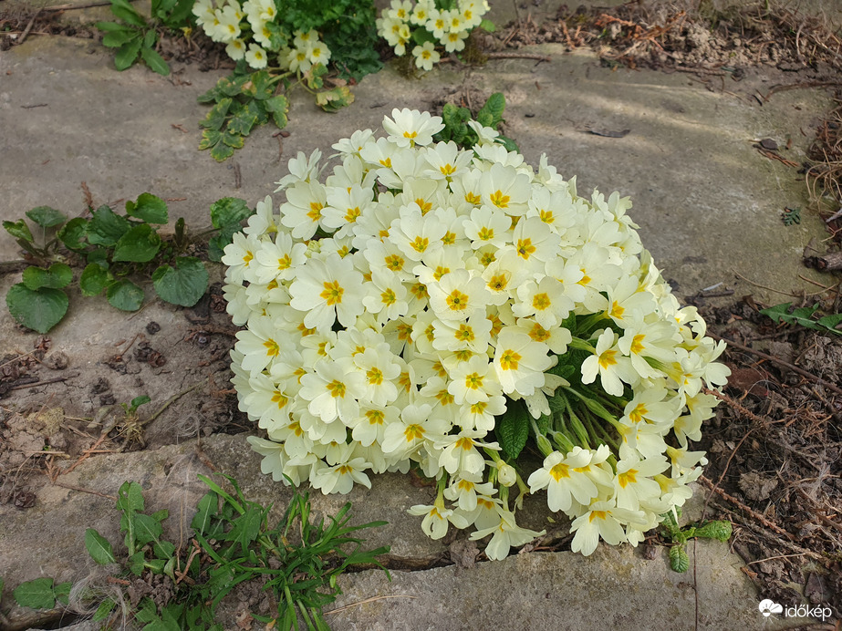 Kitartóan virágzik