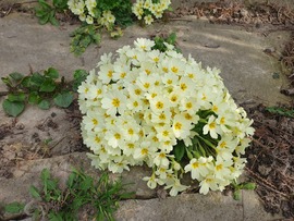 Kitartóan virágzik