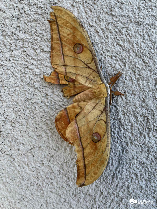 Tölgy-pávaszem ❤️