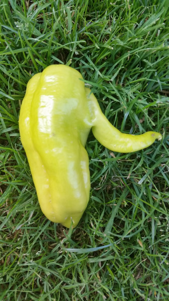 Pinokkió paprika