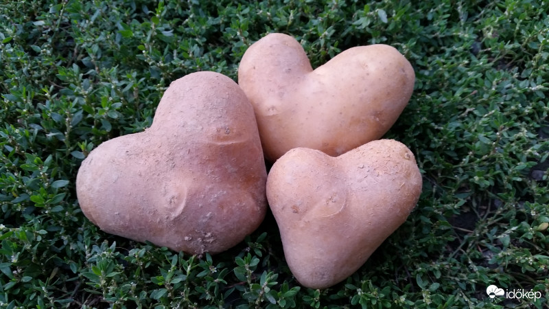 krumpli love