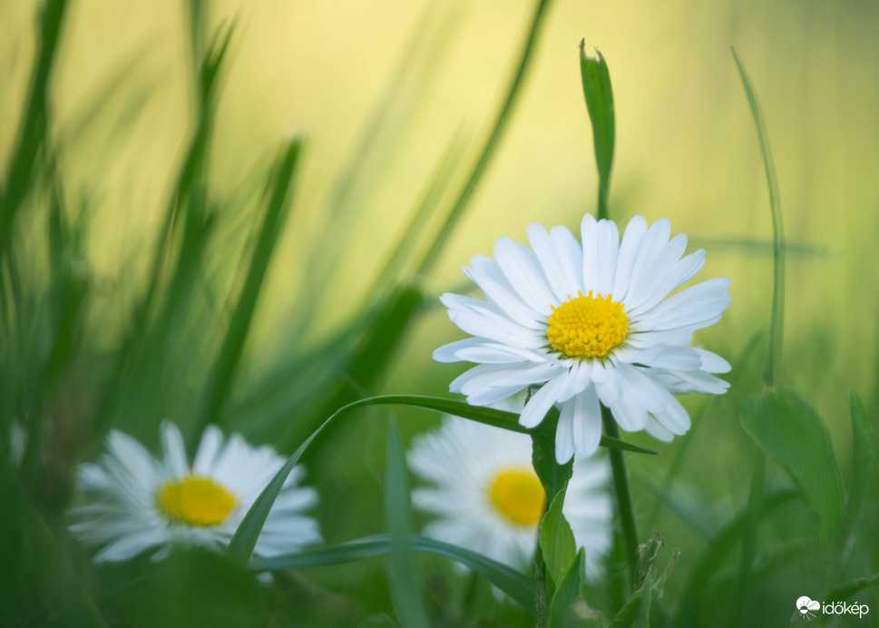 Orvosi székfű (kamilla)