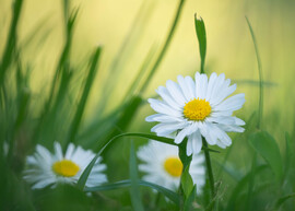 Orvosi székfű (kamilla)