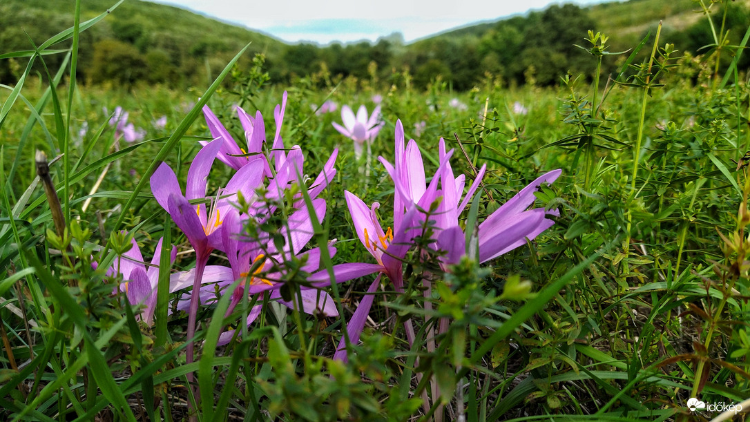 Őszi kikerics.