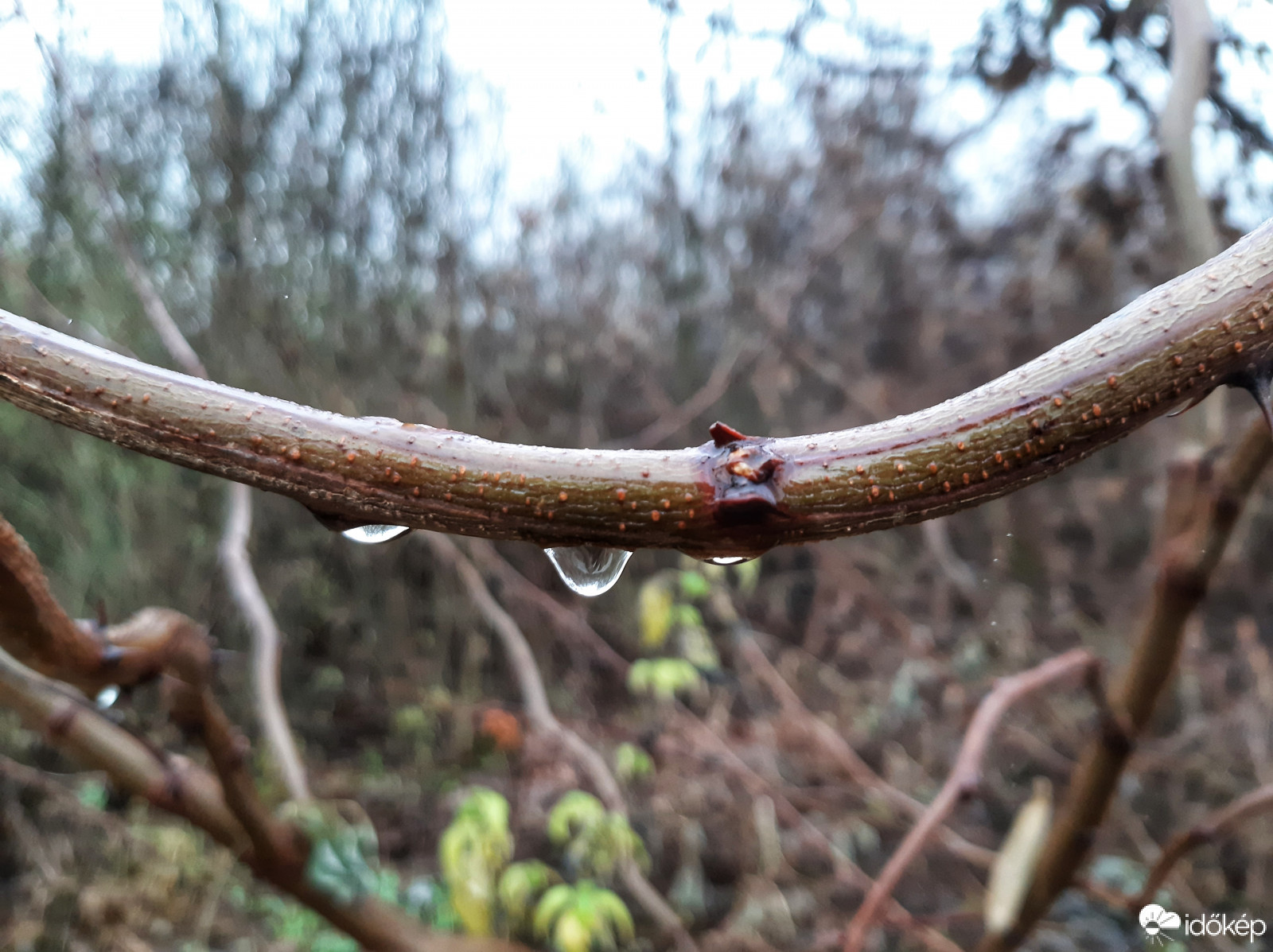 Szürkeség, szitálás.