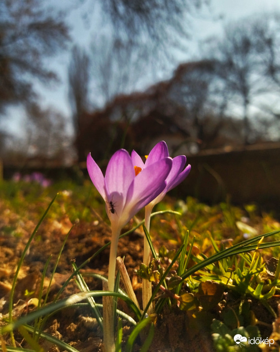 Illír sáfrány, hangyócával.