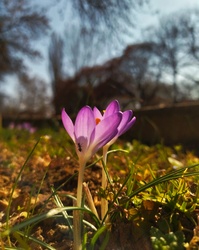 Illír sáfrány, hangyócával.