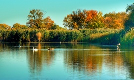 Tisza 