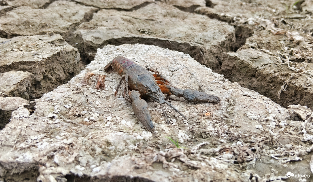 Aszály.