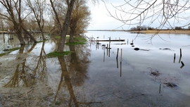 Tiszai áradás Poroszlónál.