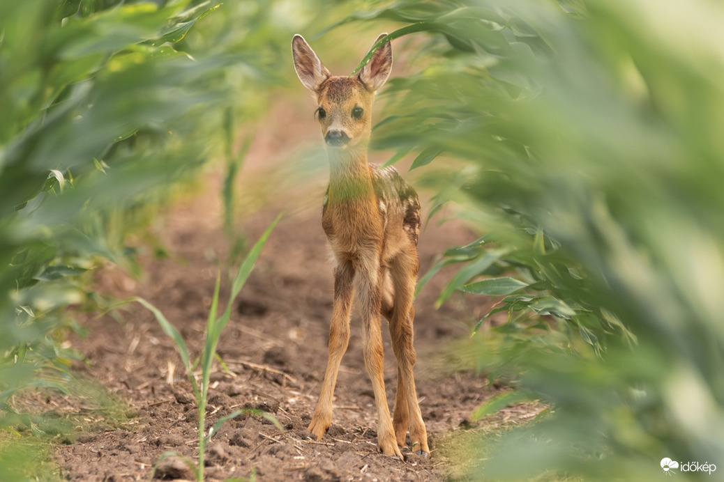 Bambi II.