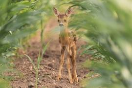 Bambi II.