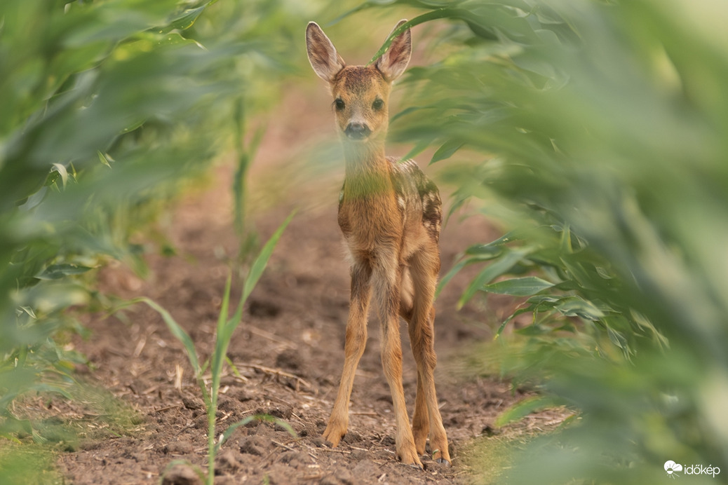 Bambi
