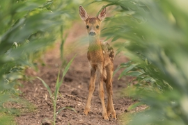 Bambi