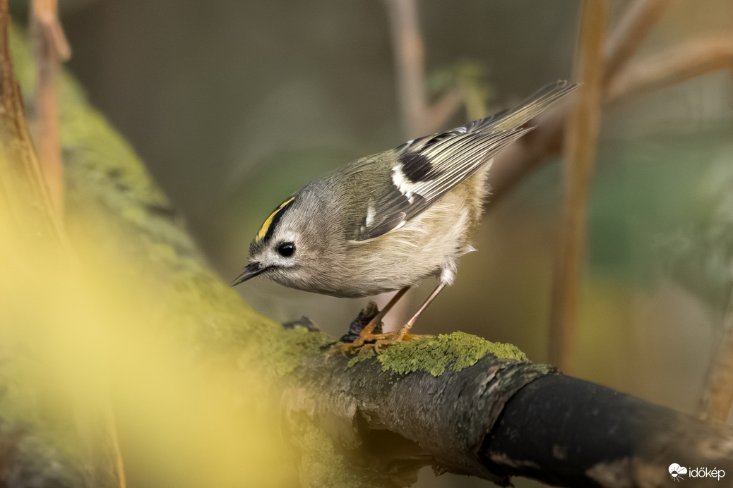 Az erdő rejtett apró kincse