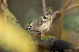 Az erdő rejtett apró kincse