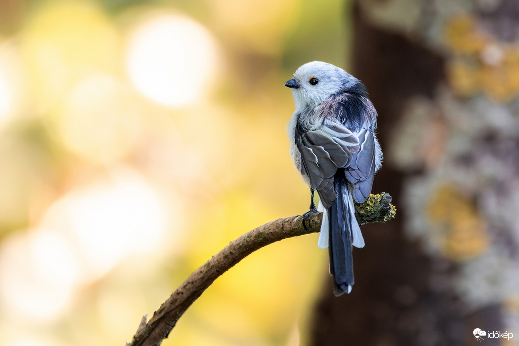 Ha már ősz akkor legyen Őszapó