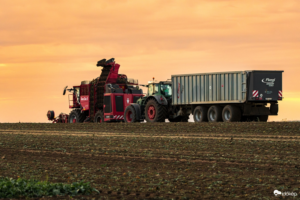 Cukorrépa betakarítás II.