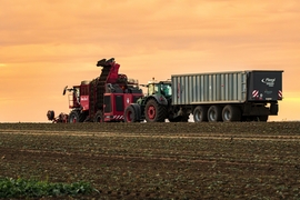 Cukorrépa betakarítás II.