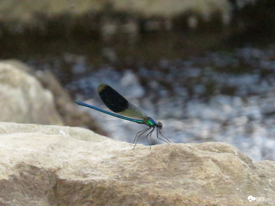 Dragonfly