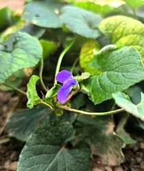 Enyhe ősz, és zord tél előjele?!