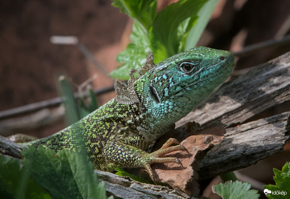 Kerti Sárkány vedlik 