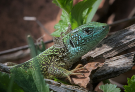 Kerti Sárkány vedlik 