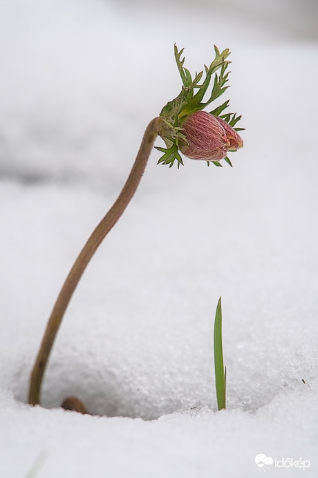 Hó + virág  