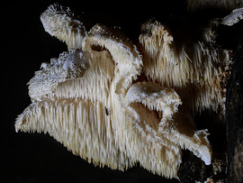 [védett] Tüskés Sörénygomba