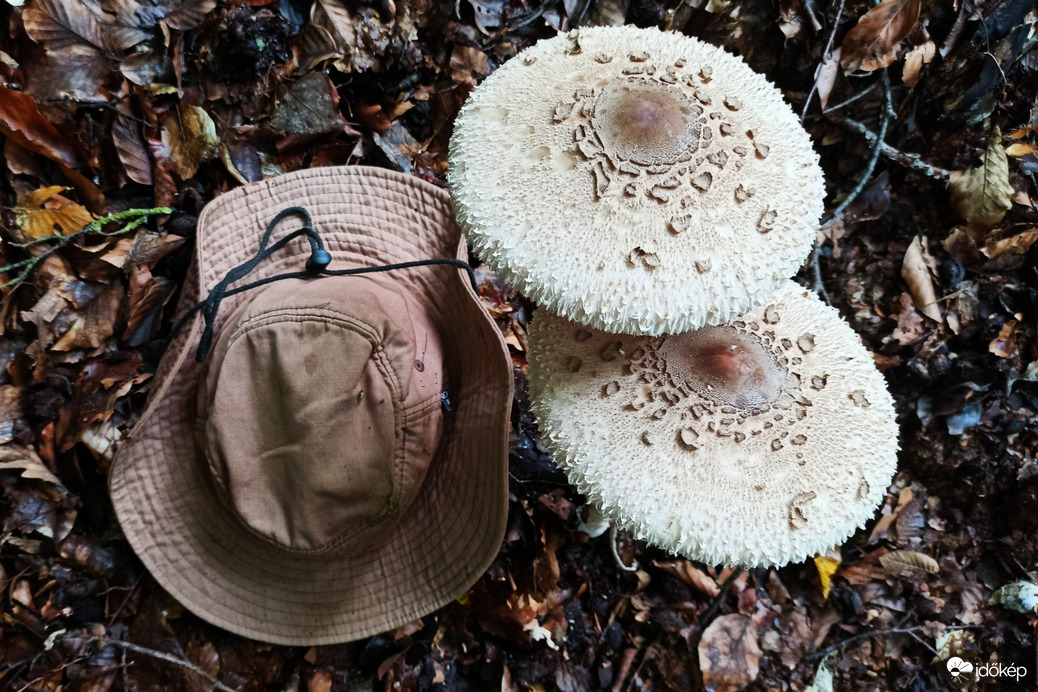 Indul az őzláb szezon