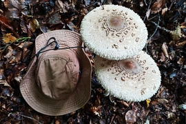 Indul az őzláb szezon