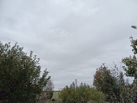 Csurgó
