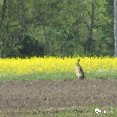 Maglód