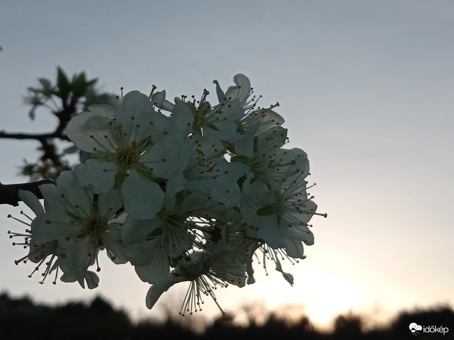 Virág a naplementében 