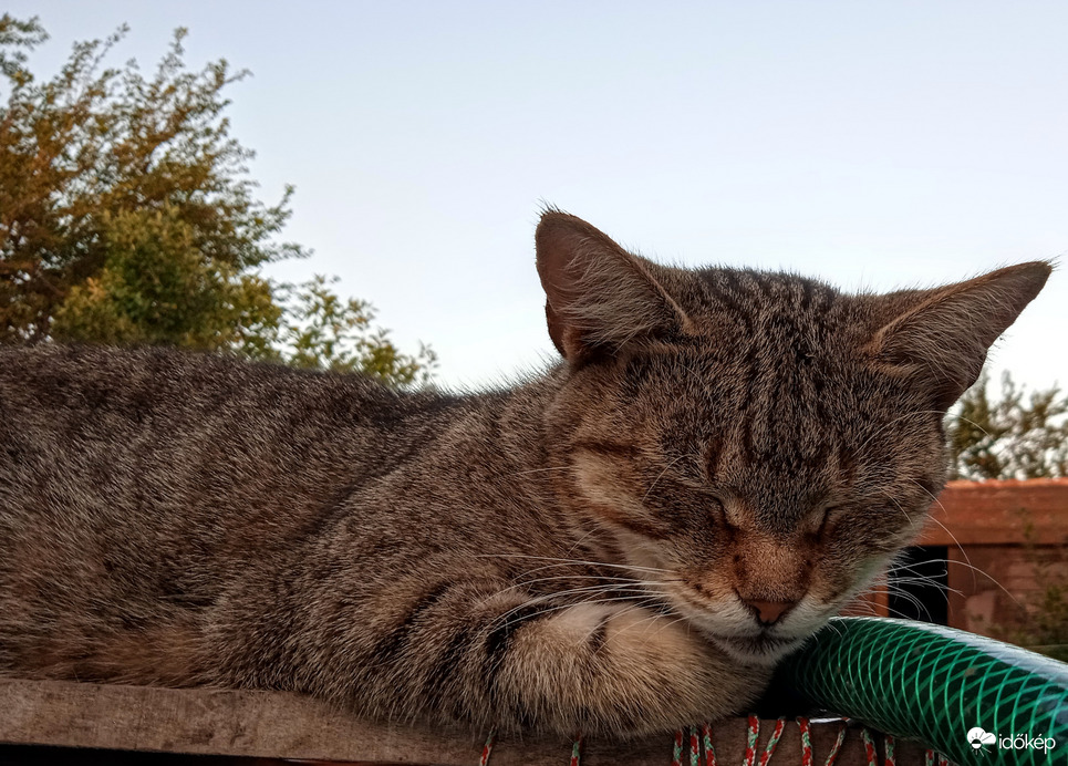 Délelőtti szunyókálás