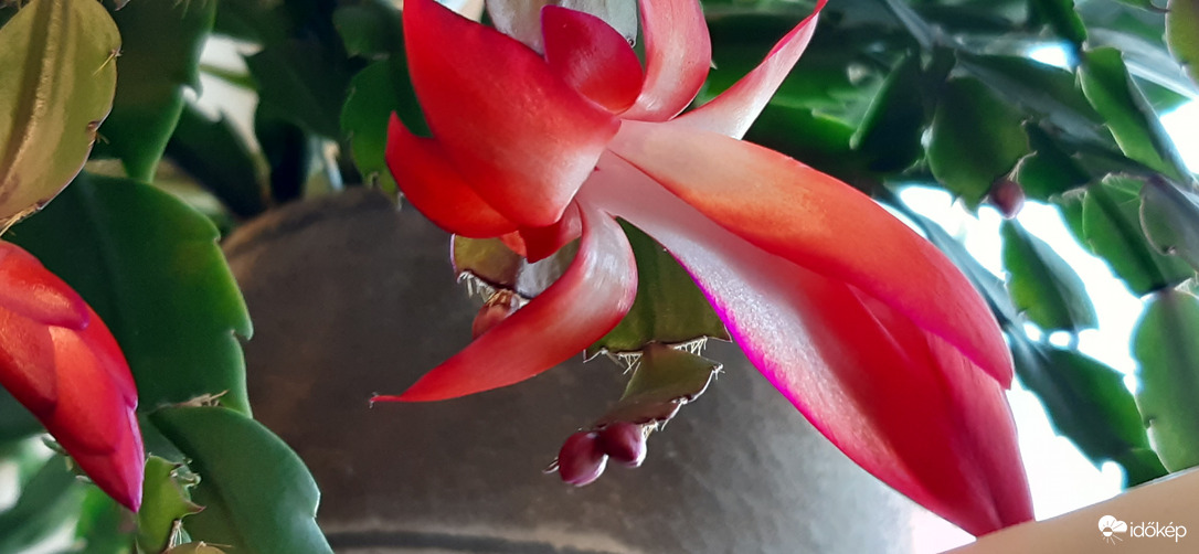 Karácsonyi kaktuszom...Az első :)