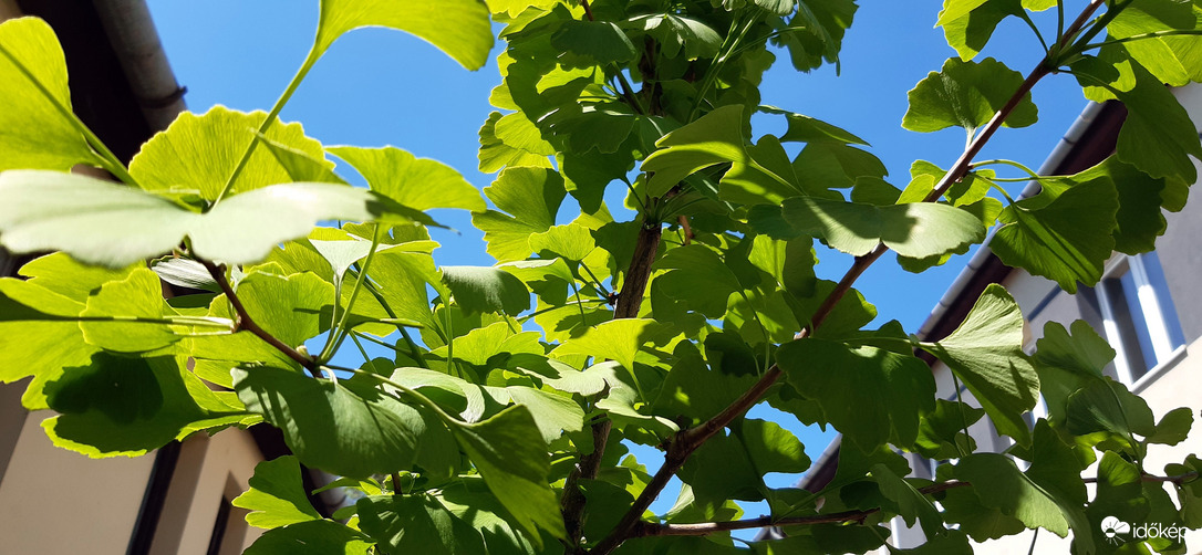 Bőséges leveleket ontott a kis Ginkgom :)