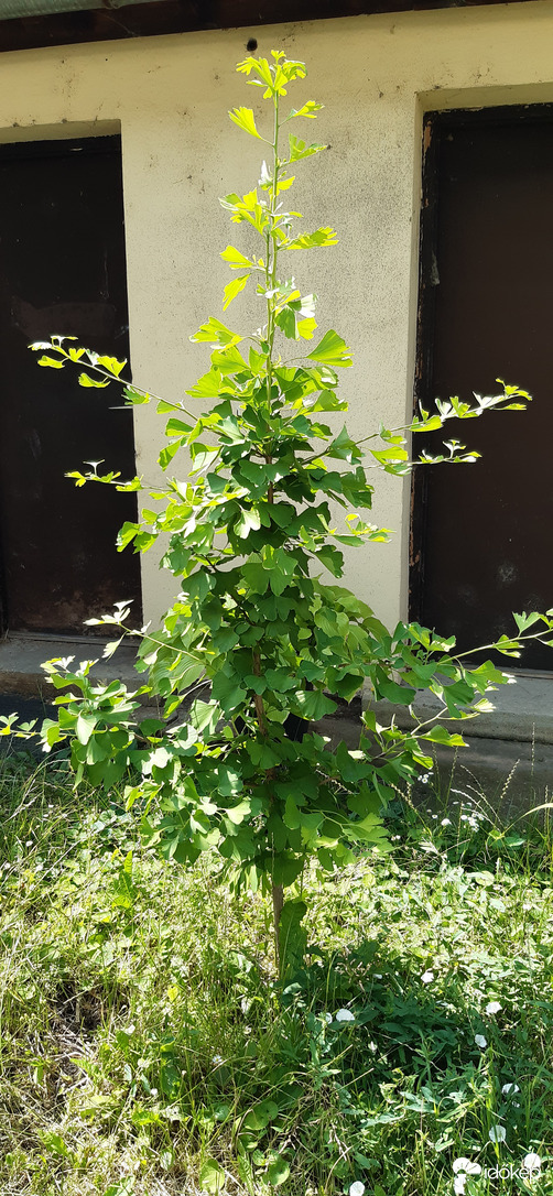 Munkahelyi Ginkgofám 