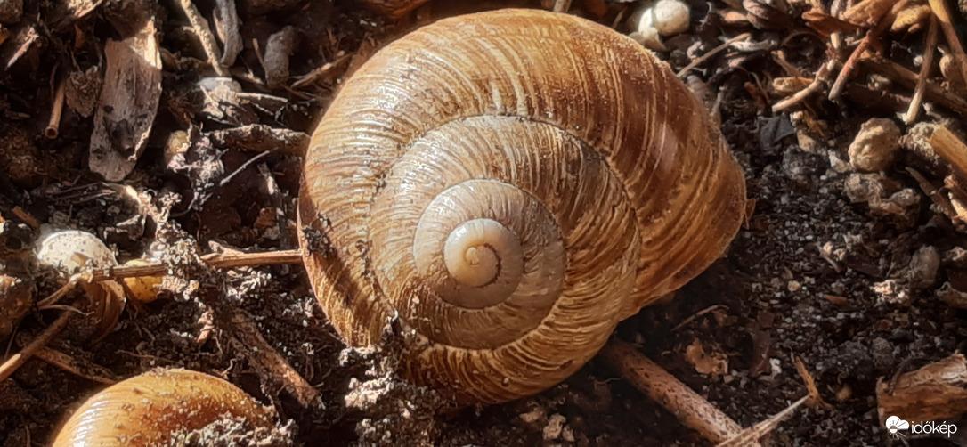 Csiga"évgyűrűk" :))