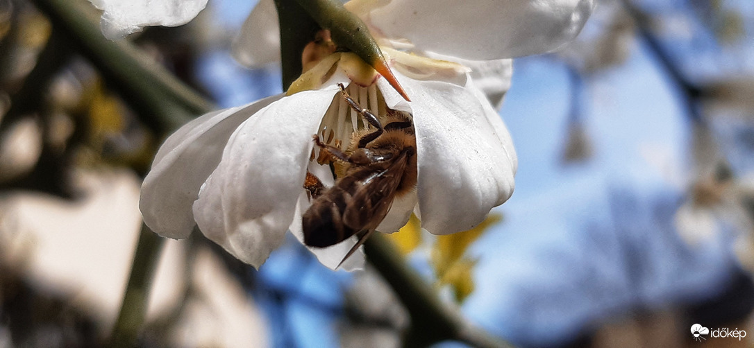 Citromfa virág és egy kis torkos :))