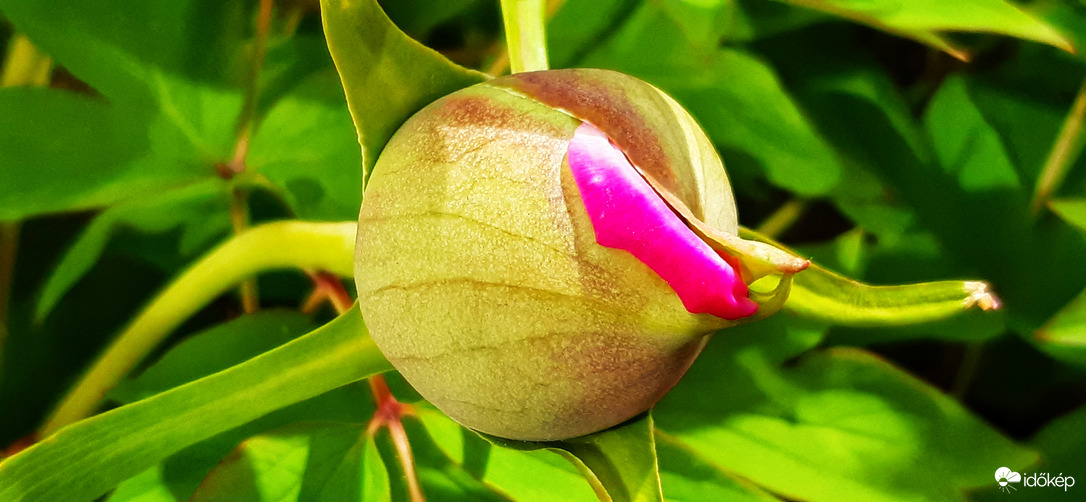 Már ő is nyílik...márciusban hm... :)