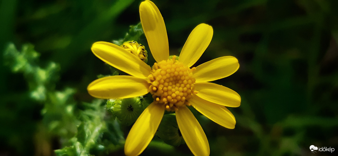 Csupáncsak egy mezei virág vagyok :)