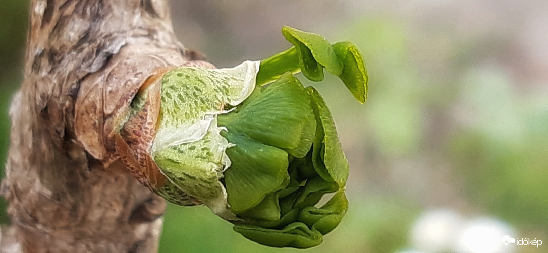 Ginkgom is ébred már :))