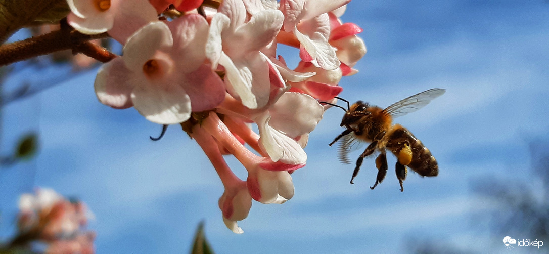 Egy "bandita" a Bangitán :))