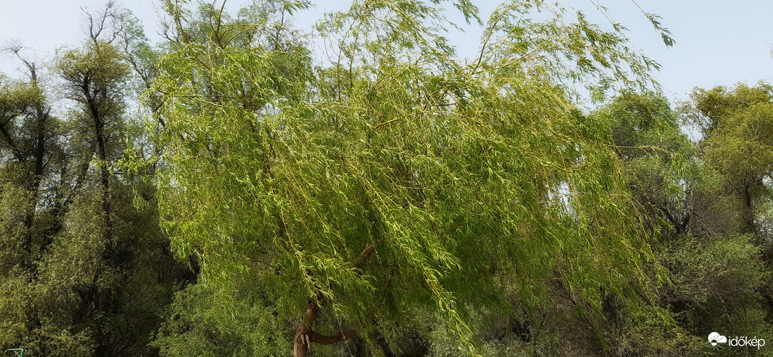 Erős, viharos  szél a Tiszán