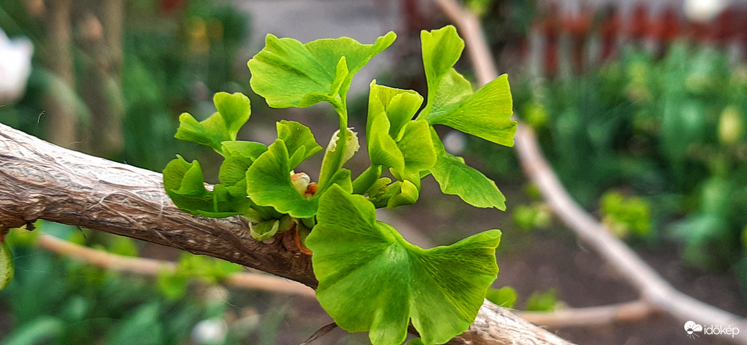 Ginkgo Biloba